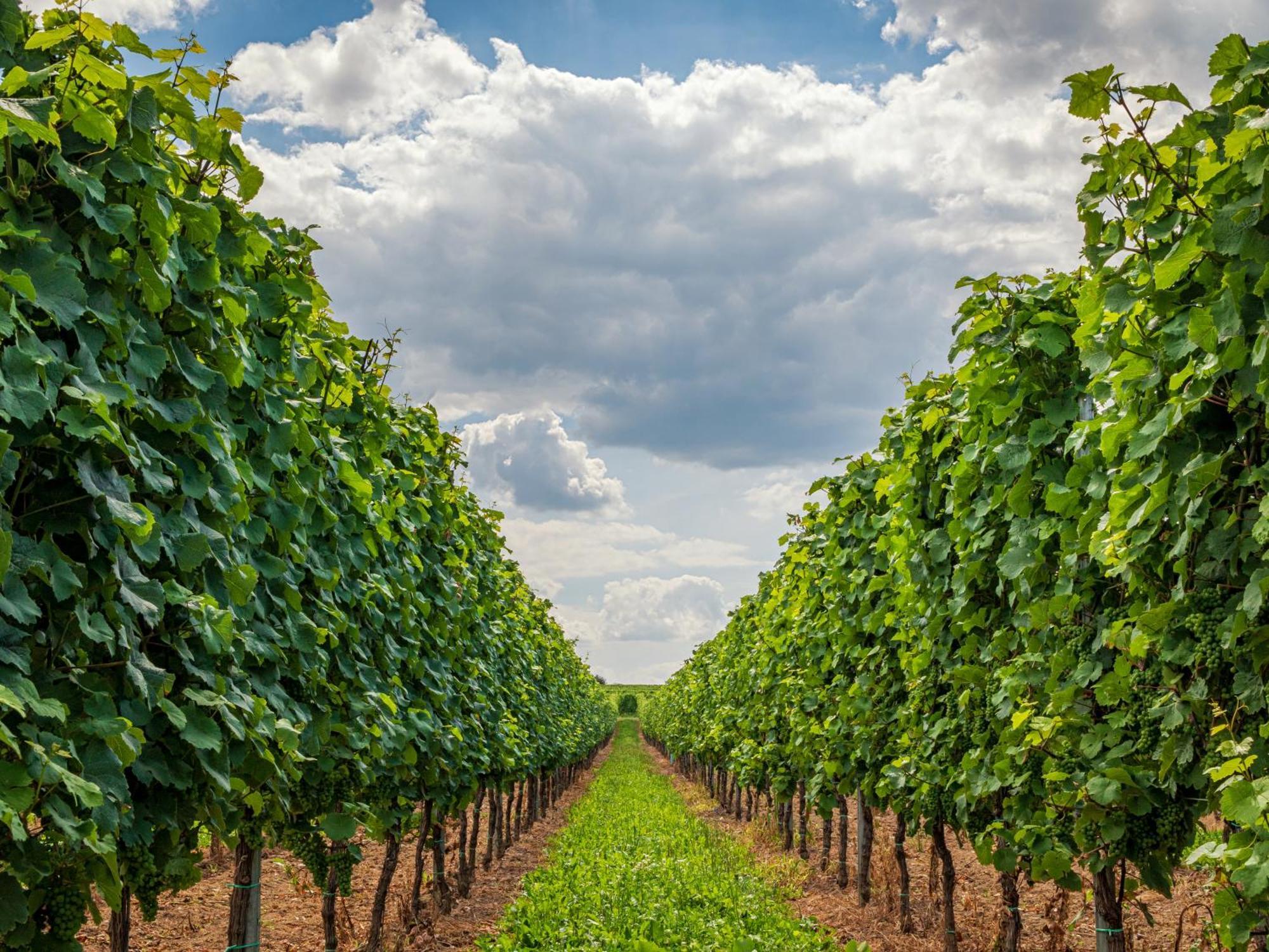 Ferienweingut Winnebeck Kowerich Екстер'єр фото