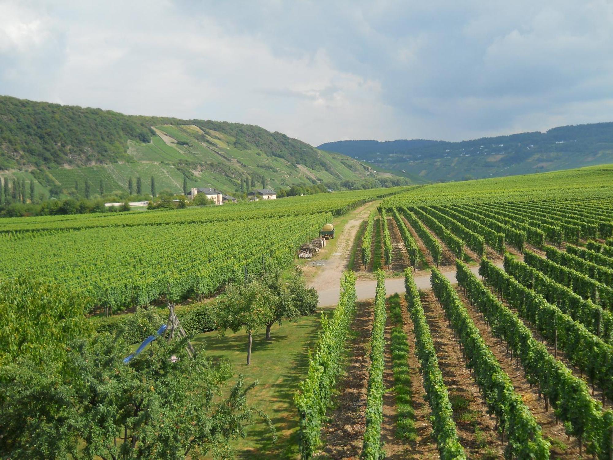 Ferienweingut Winnebeck Kowerich Екстер'єр фото